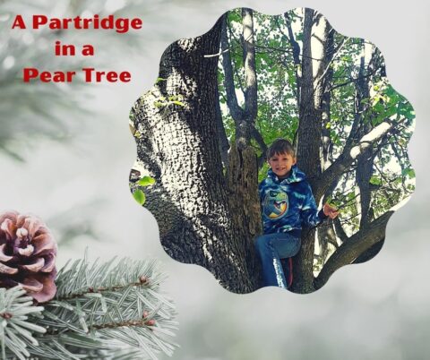 On the First Day of Christmas, my true love gave to me, a partridge in a pear tree!