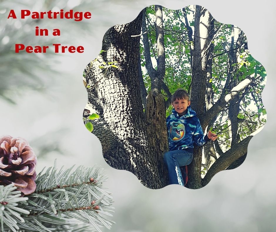 On the First Day of Christmas, my true love gave to me, a partridge in a pear tree! – Joy Ranch